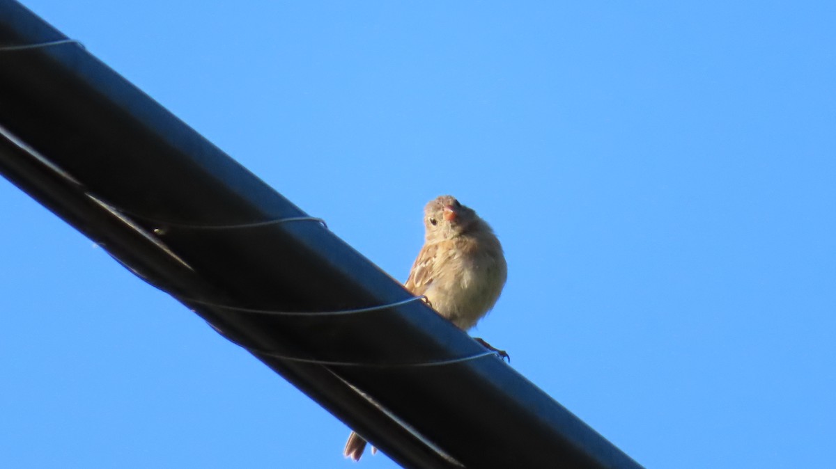 Field Sparrow - ML641115270