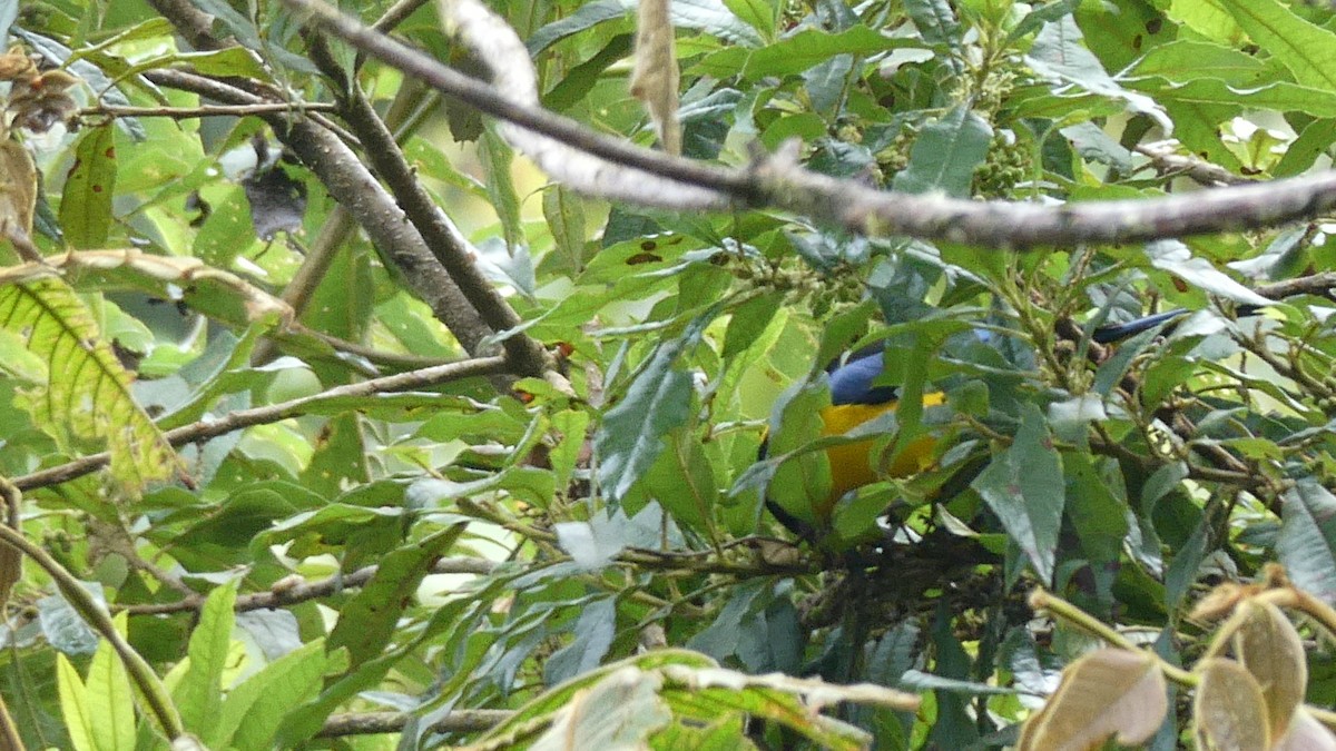 Blue-winged Mountain Tanager - ML641115274