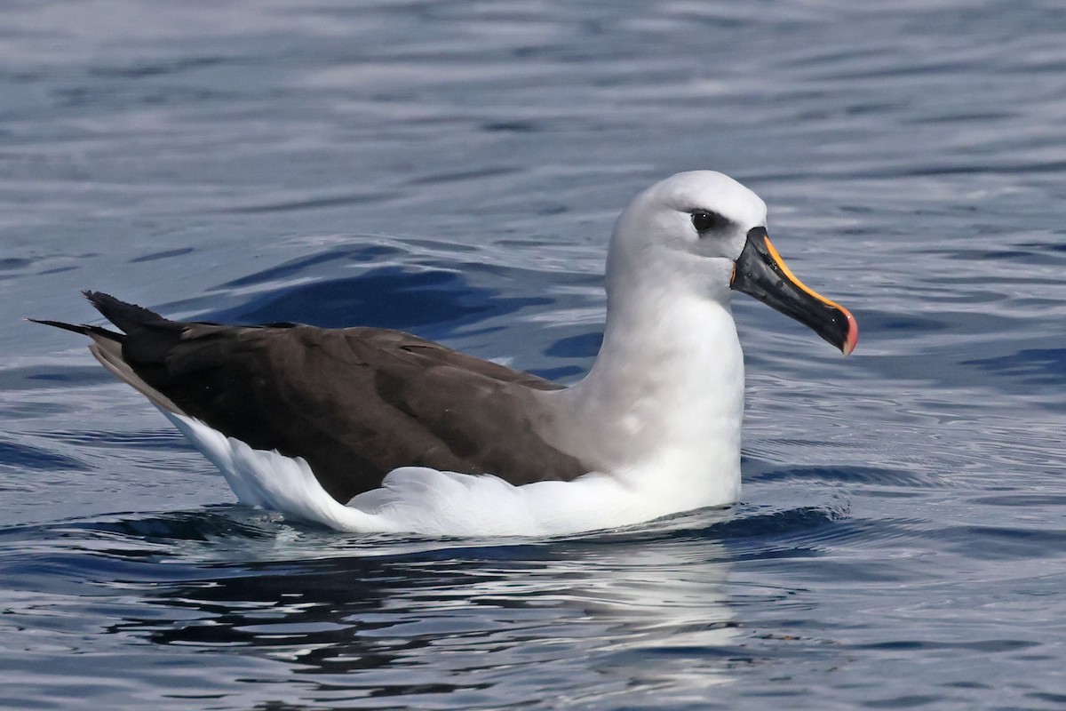 Atlantic Yellow-nosed Albatross - ML641115283