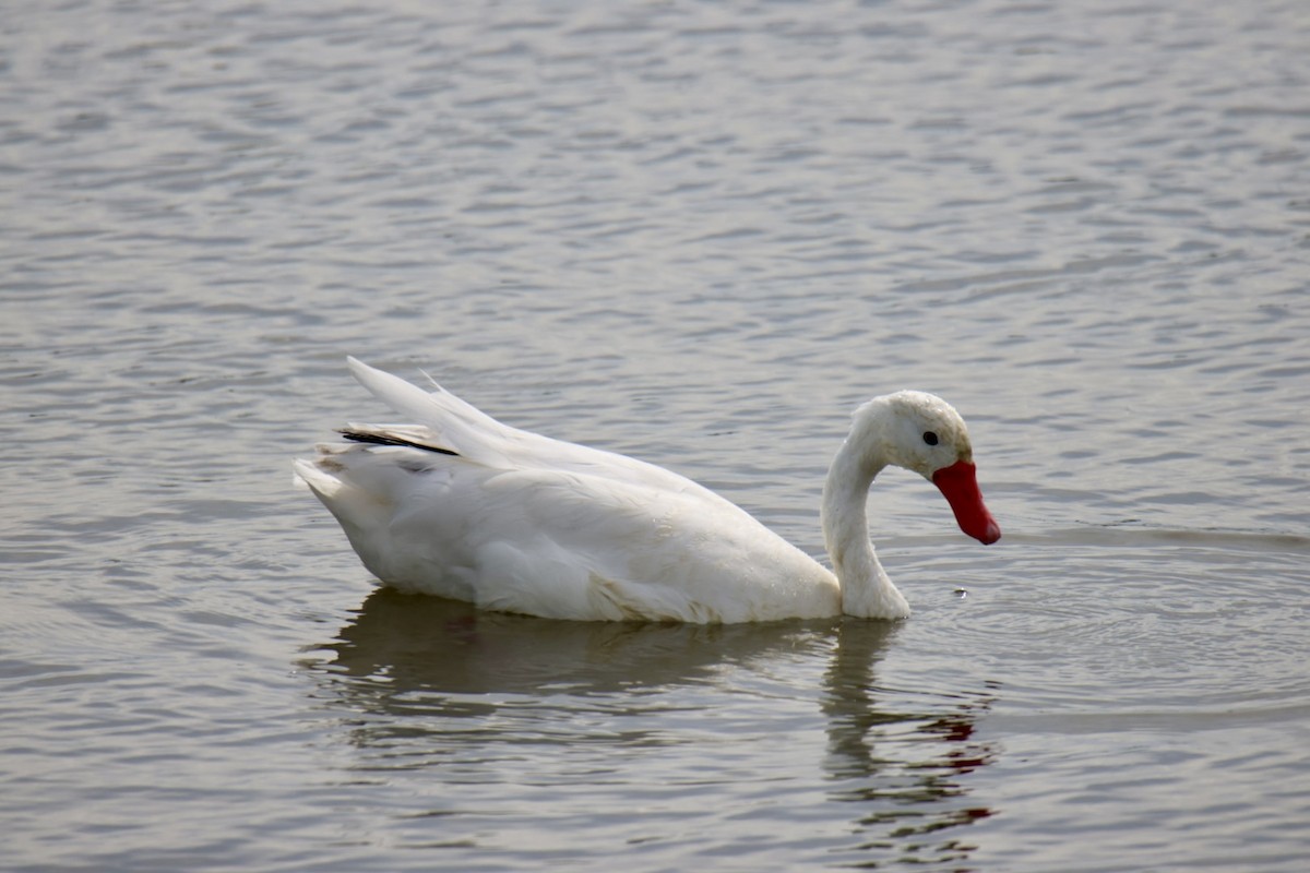 Coscoroba Swan - ML641115285