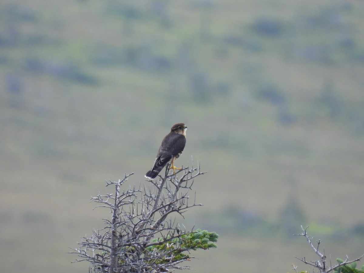 Merlin - ML641115298
