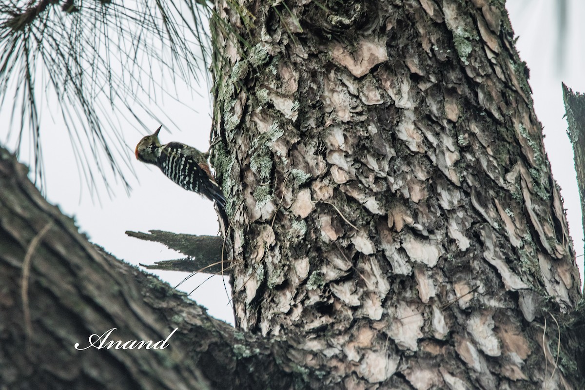 Brown-fronted Woodpecker - ML641115309
