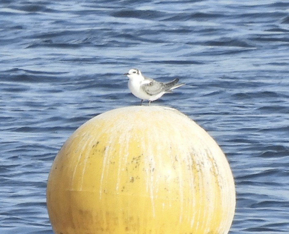 Black Tern - ML641115318