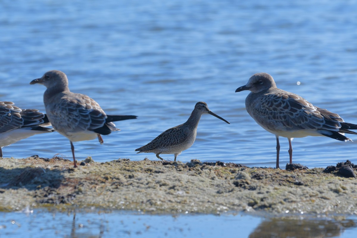 Short-billed Dowitcher - ML641115320