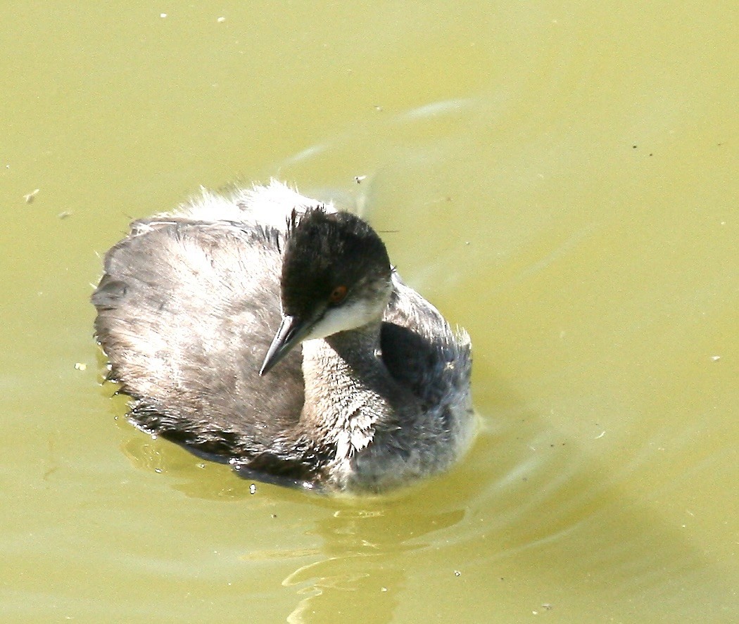 Horned/Eared Grebe - ML641115327