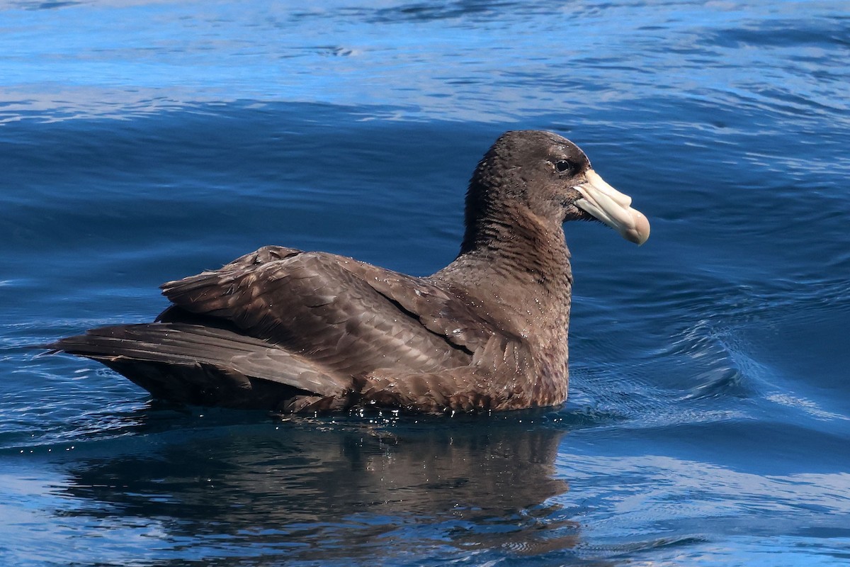 Northern Giant-Petrel - ML641115333