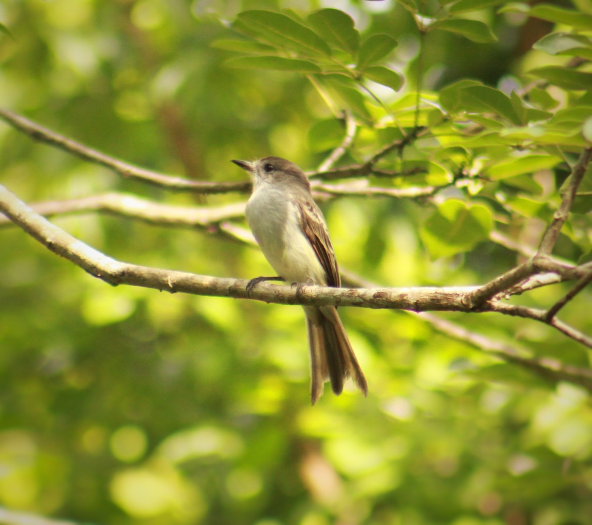 La Sagra's Flycatcher - ML641115355