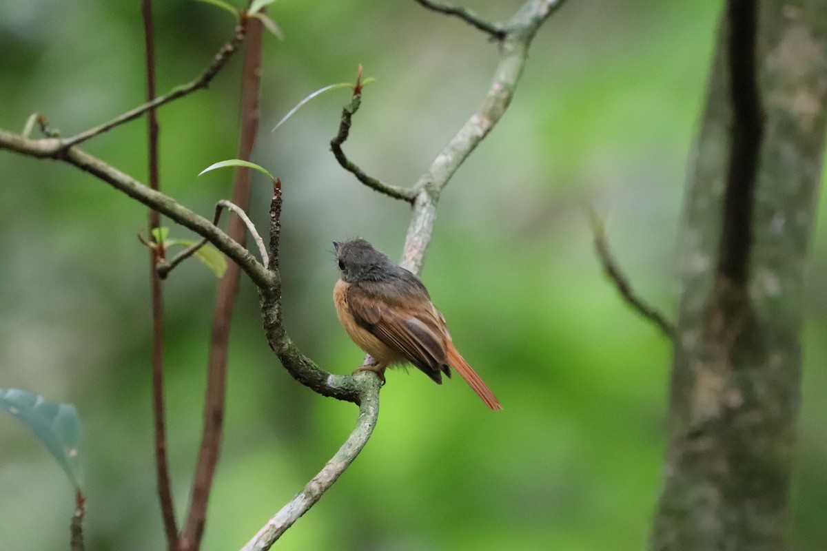 Ruddy-tailed Flycatcher - ML641115387
