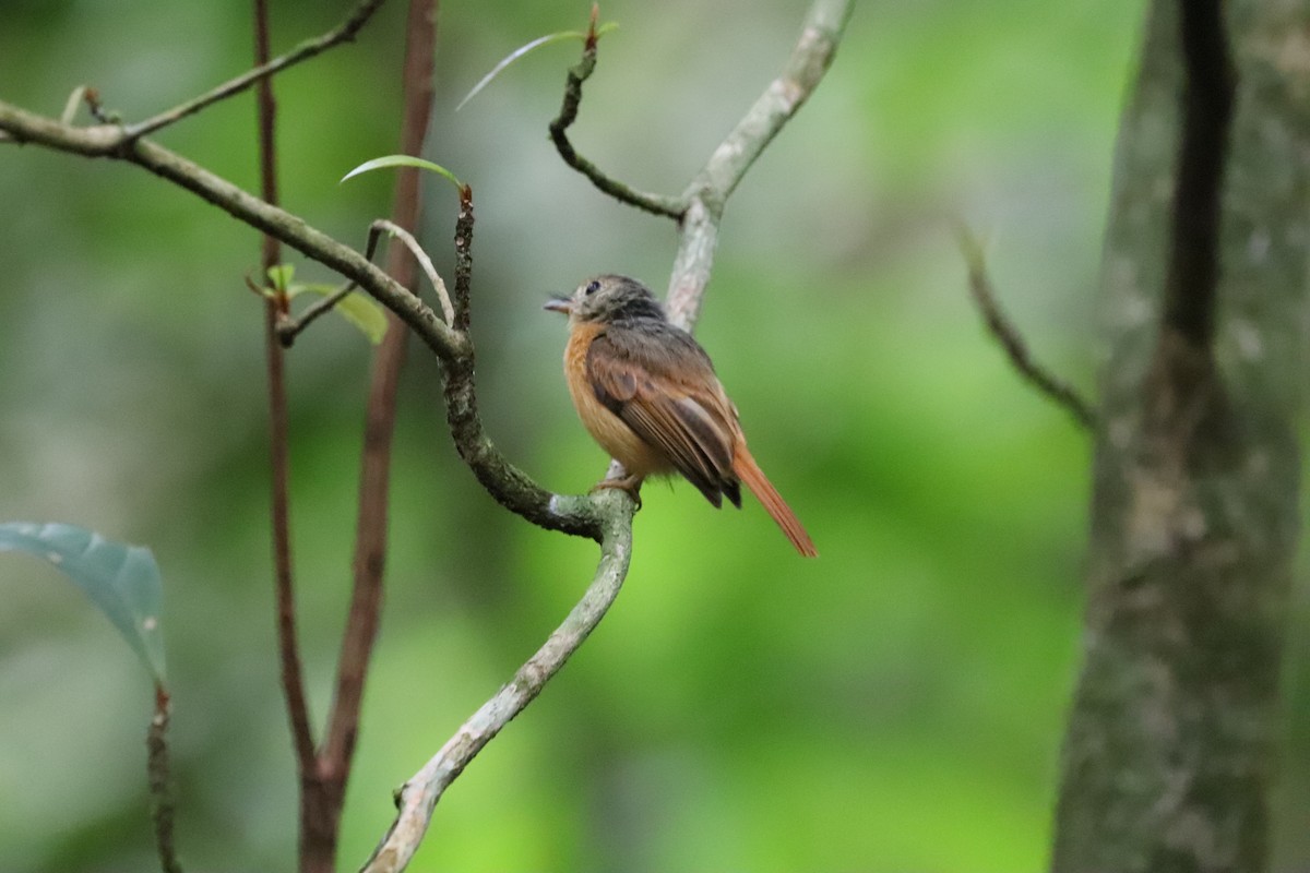 Ruddy-tailed Flycatcher - ML641115388