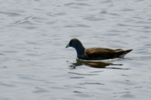 Spot-flanked Gallinule - ML641115390