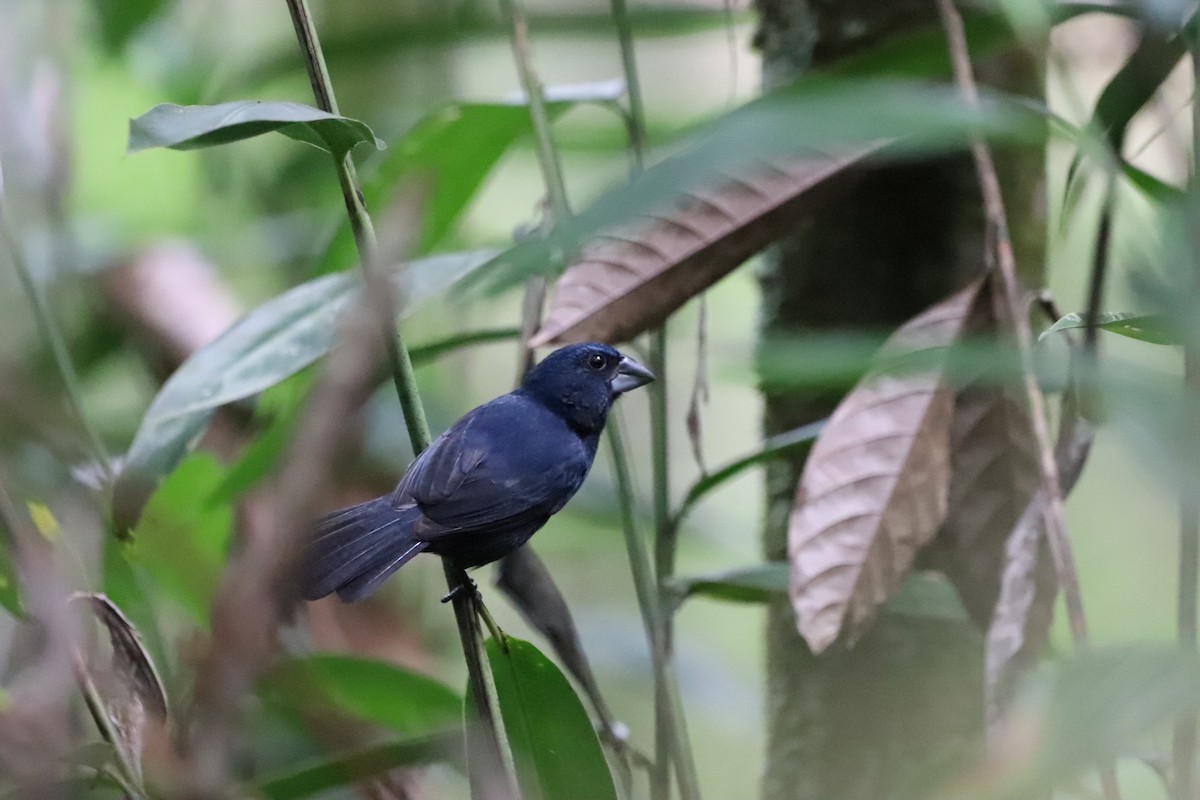 Blue-black Grosbeak - ML641115395