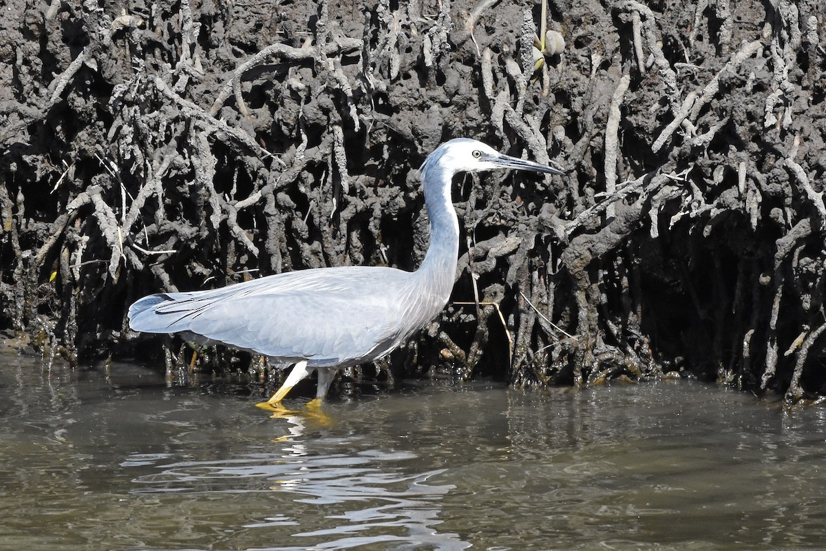 White-faced Heron - ML641115397