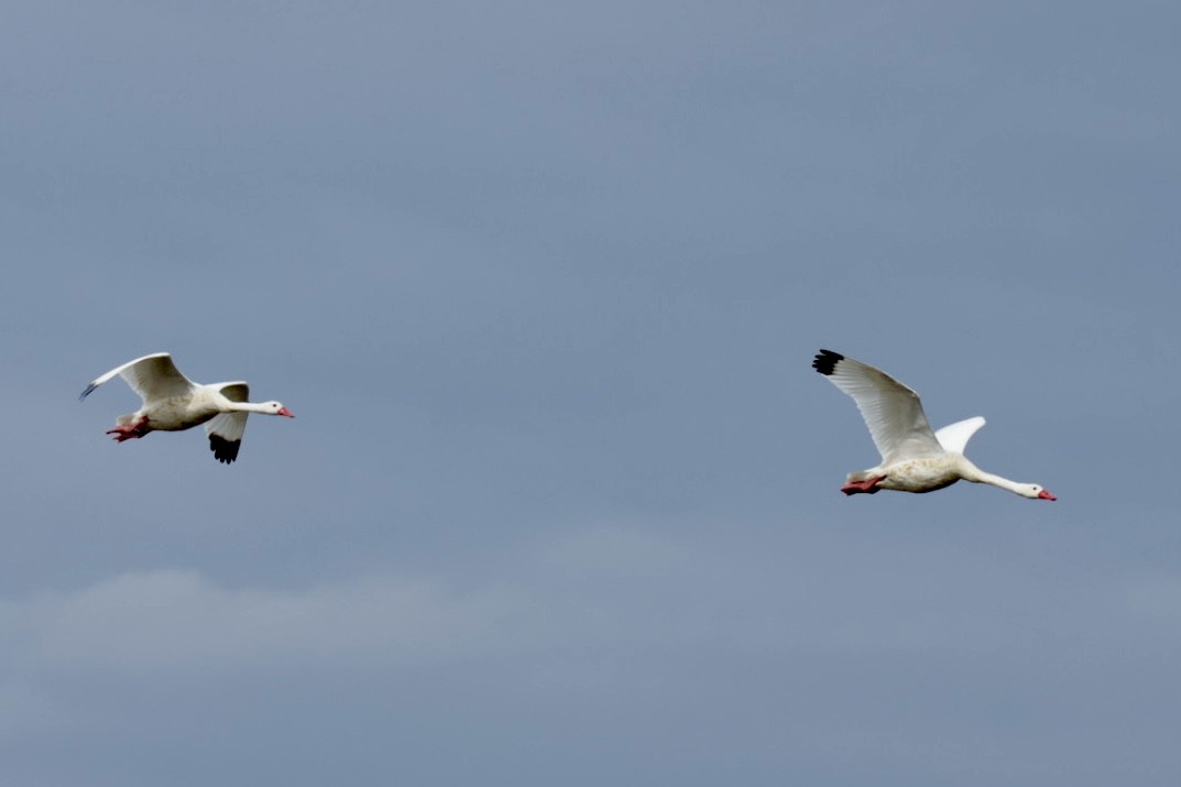Coscoroba Swan - ML641115429