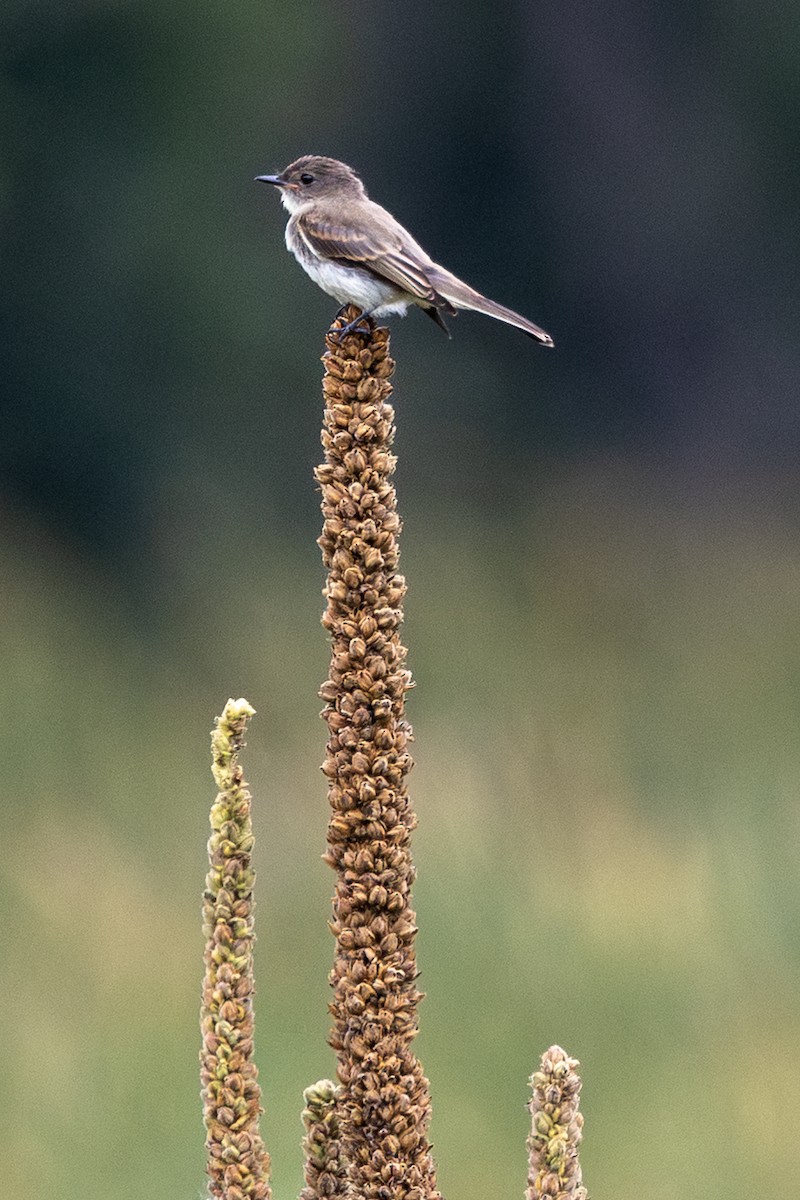 Eastern Phoebe - ML641115454