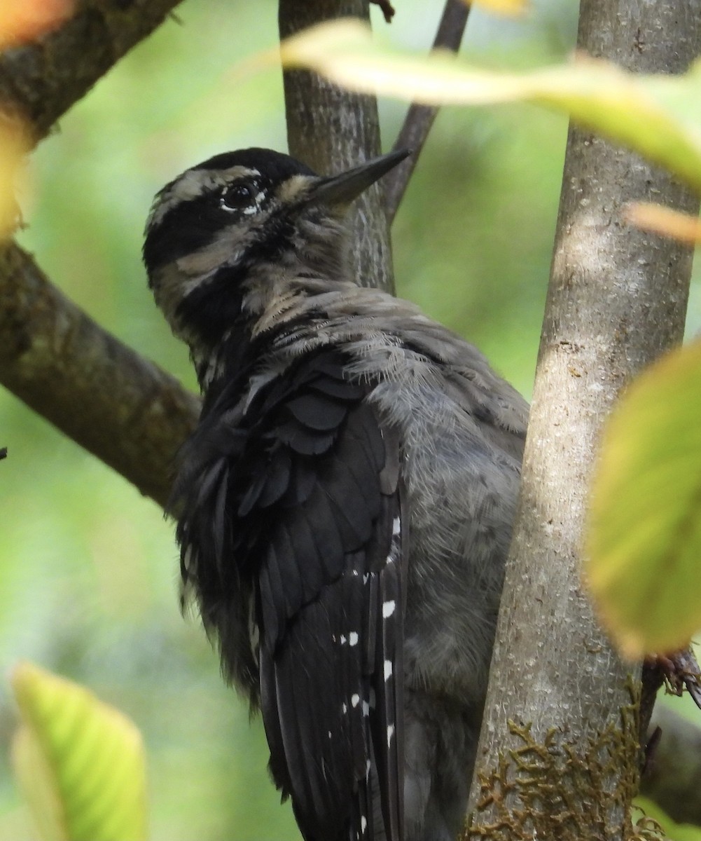 Hairy Woodpecker (Pacific) - ML641115508