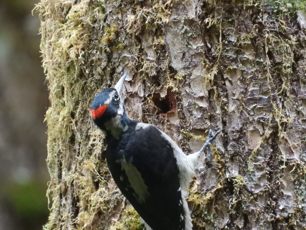 Hairy Woodpecker (Pacific) - ML641115510