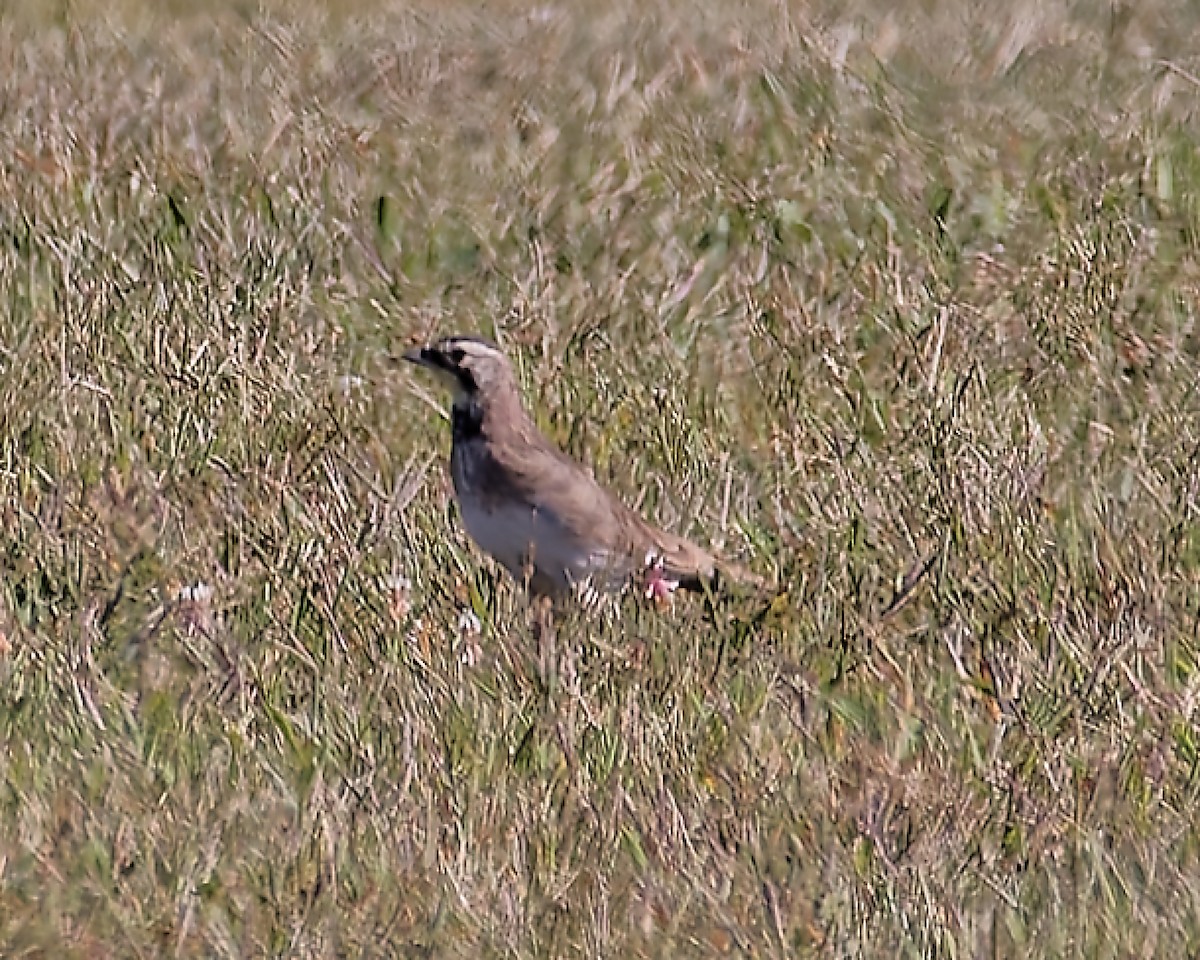 Horned Lark - ML641115511