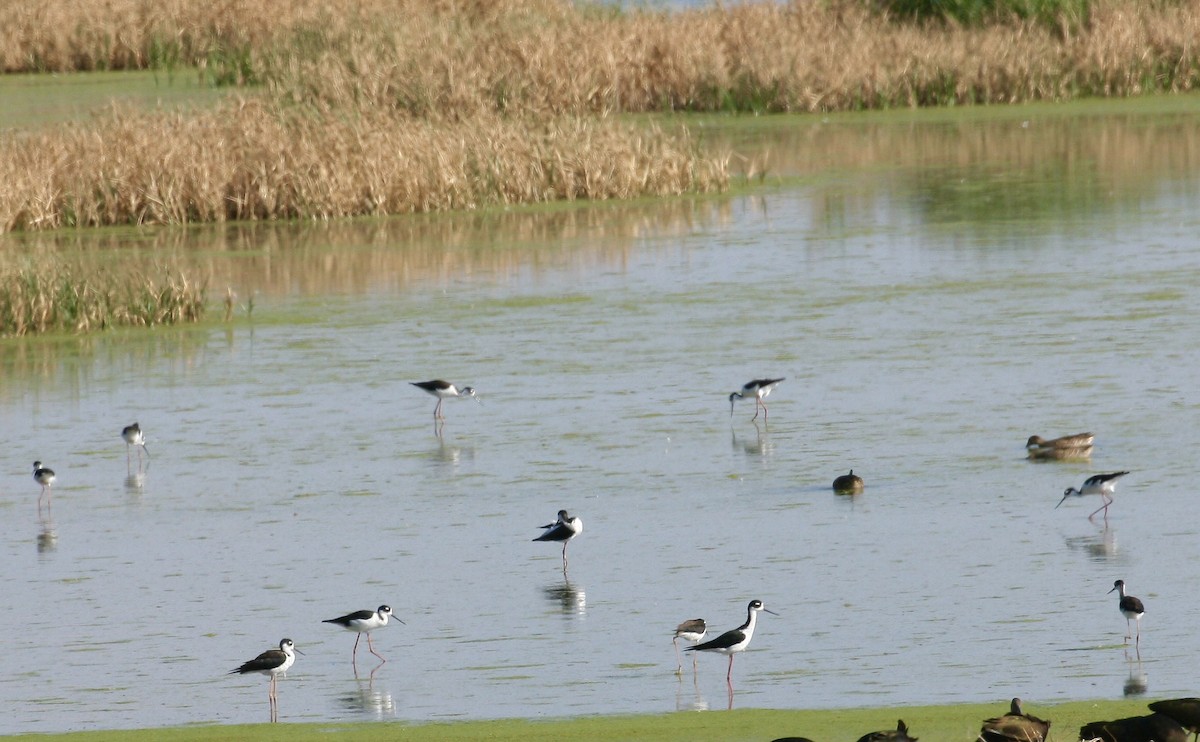 Black-necked Stilt - ML641115527