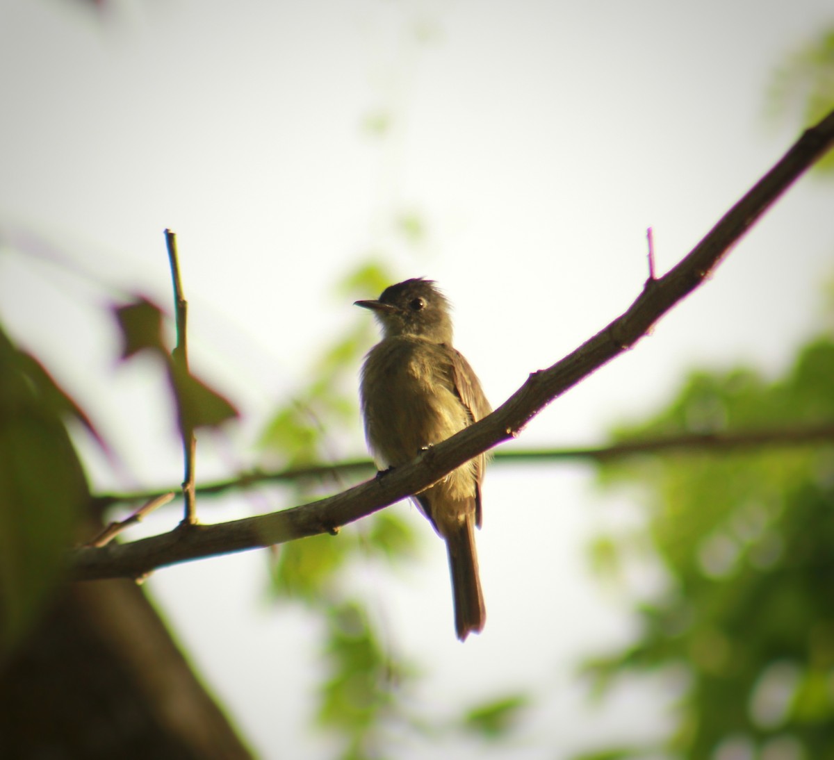 Cuban Pewee - ML641115529