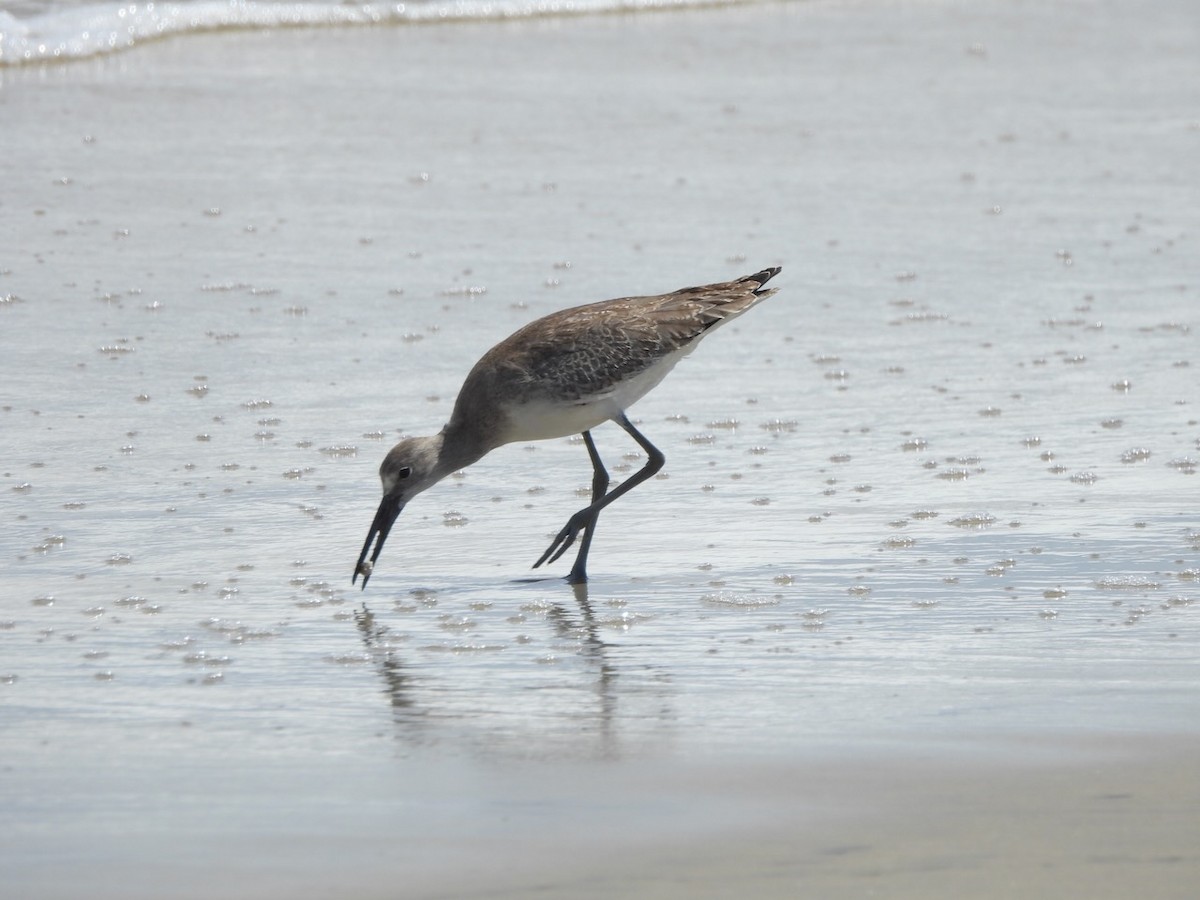 Willet - ML641115561