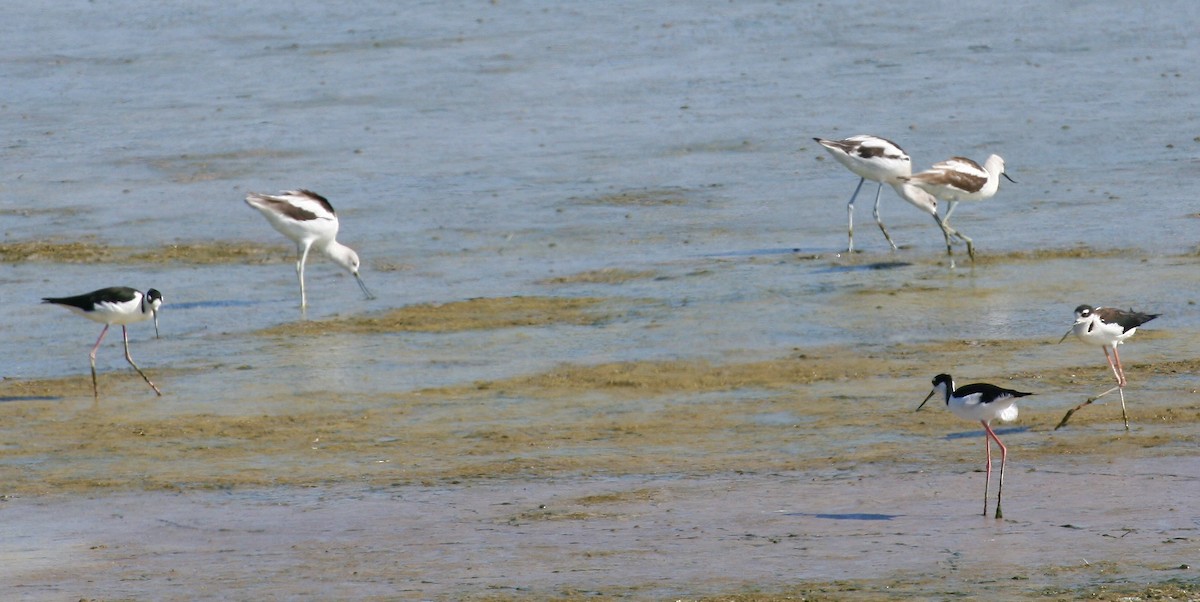 American Avocet - ML641115578