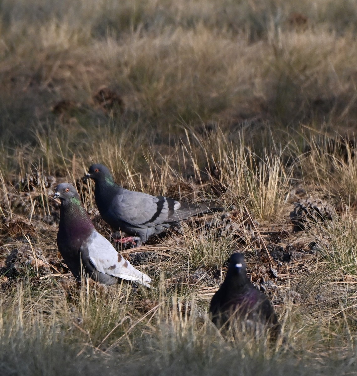 Rock Pigeon (Feral Pigeon) - ML641115616