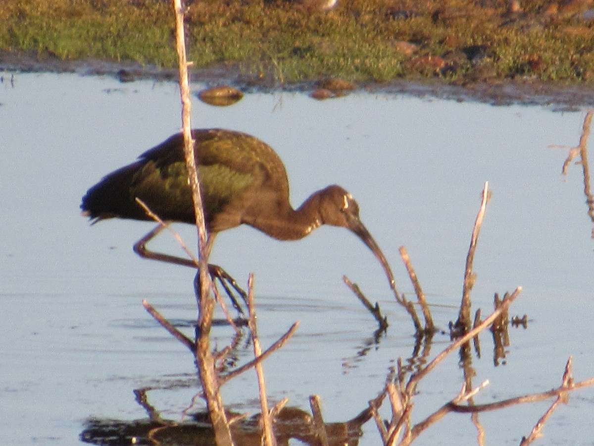 Glossy/White-faced Ibis - ML641115657