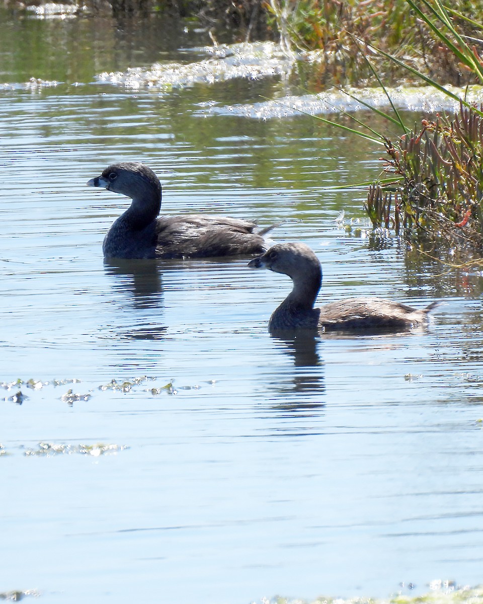 Pied-billed Grebe - ML641115683