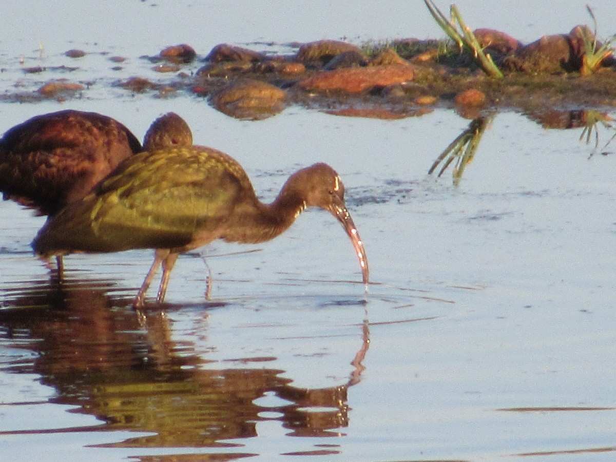 Glossy/White-faced Ibis - ML641115690