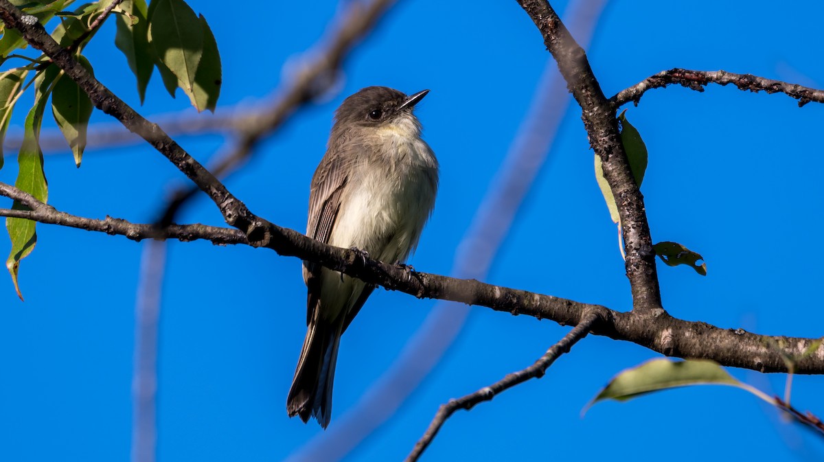 Eastern Phoebe - ML641115695