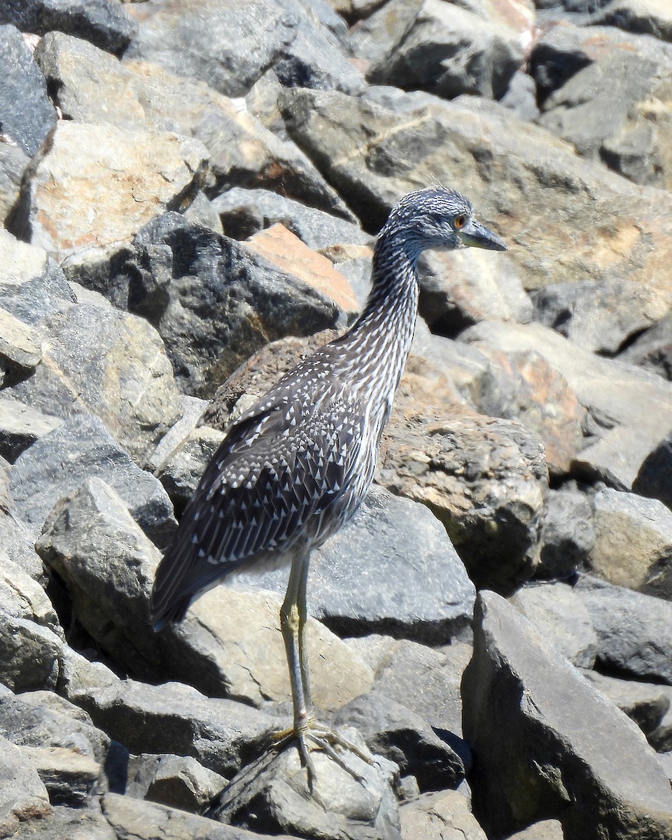Yellow-crowned Night Heron - ML641115696