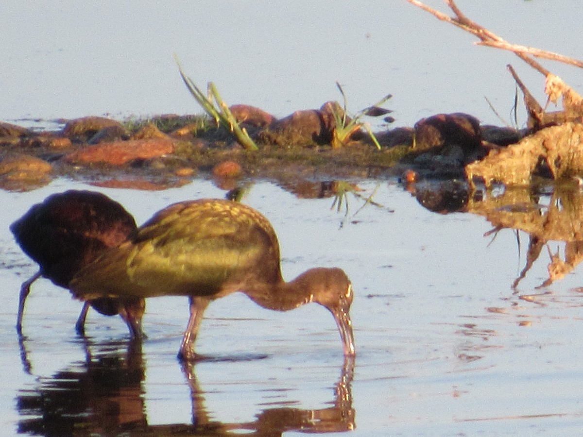 Glossy/White-faced Ibis - ML641115699