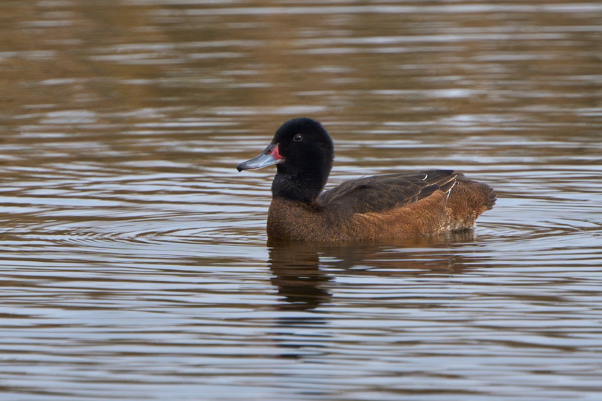 Black-headed Duck - ML641115726