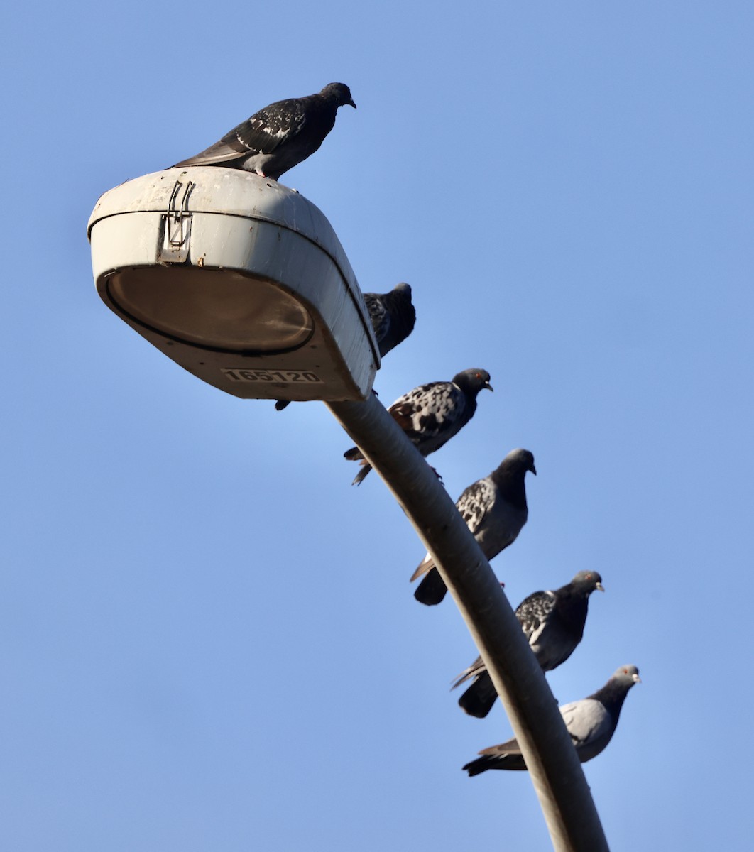 Rock Pigeon (Feral Pigeon) - ML641115728