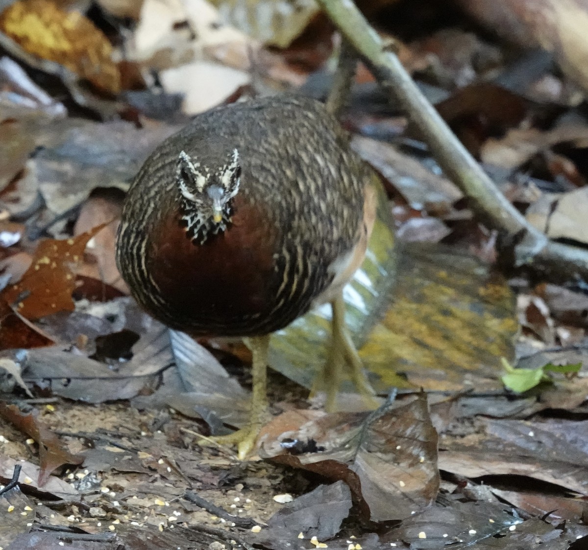 Sabah Partridge - ML641115731