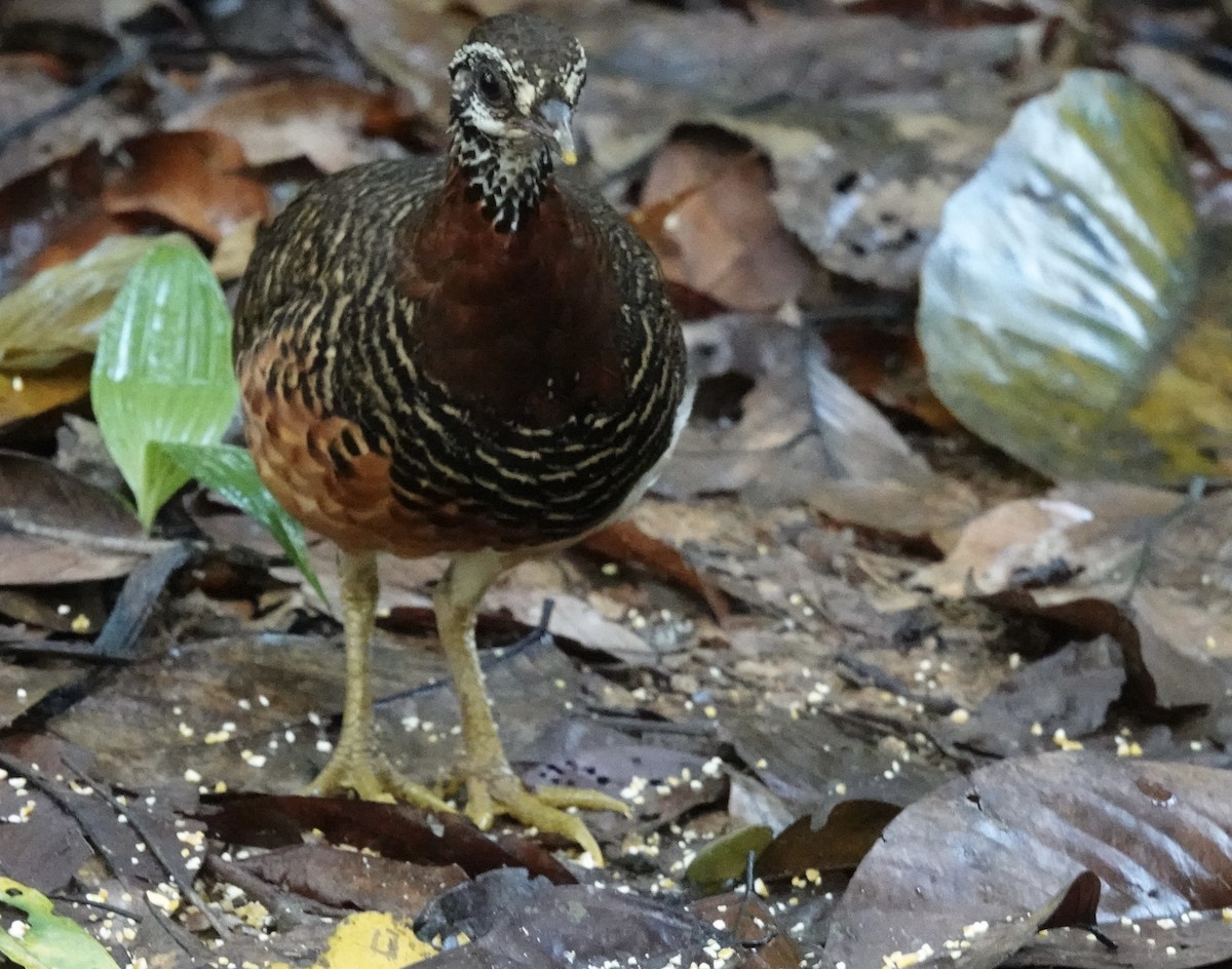 Sabah Partridge - ML641115732