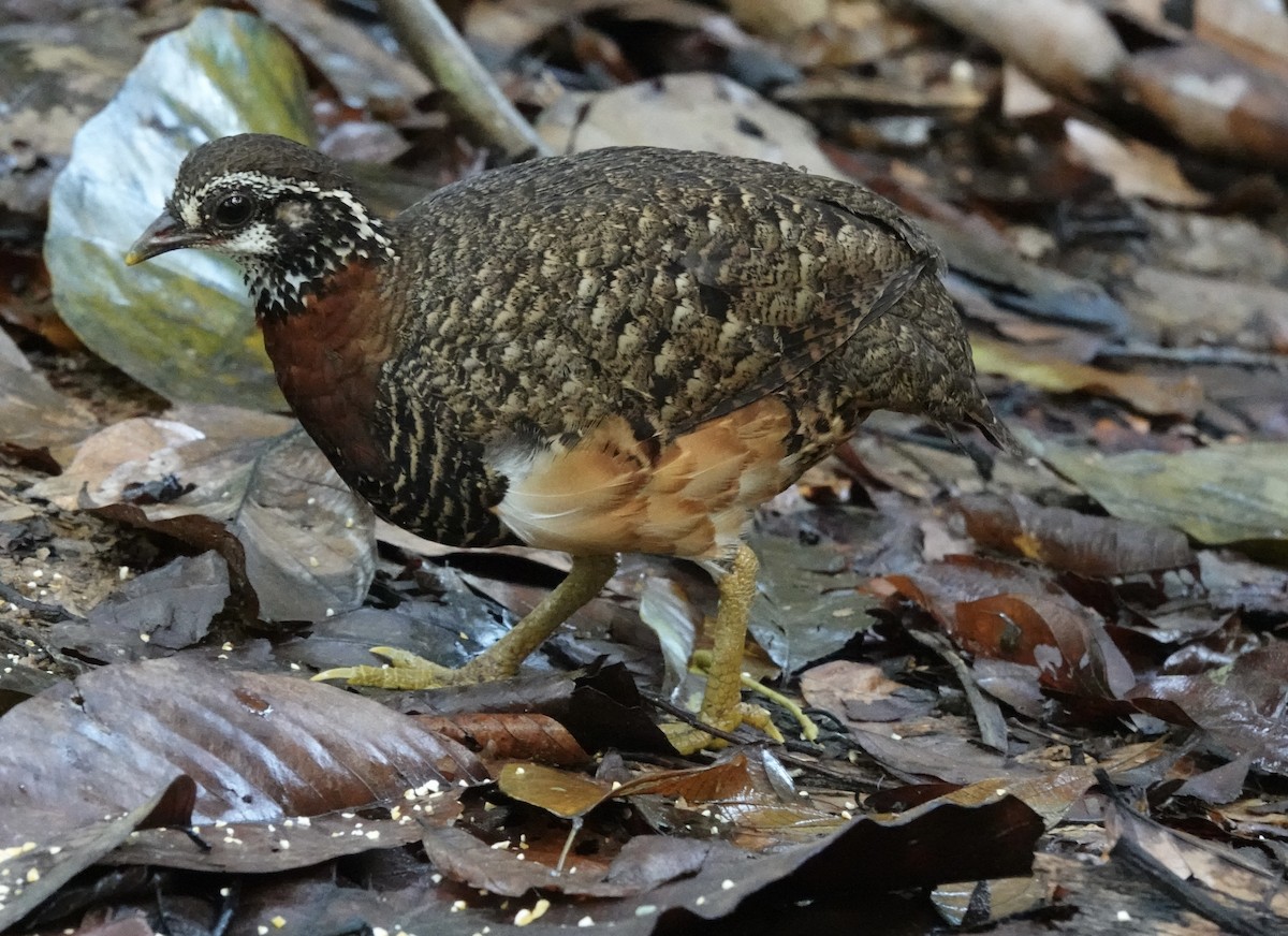 Sabah Partridge - ML641115733