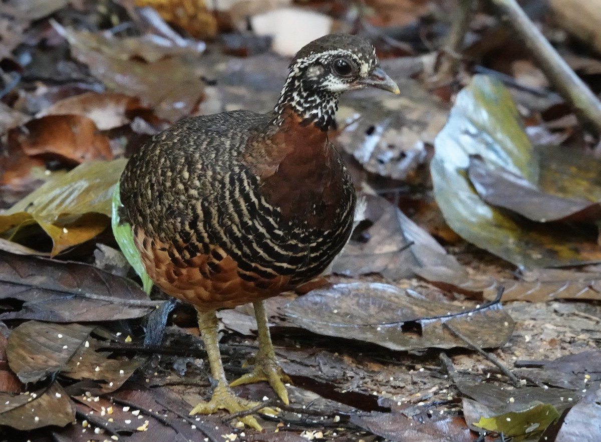 Sabah Partridge - ML641115734