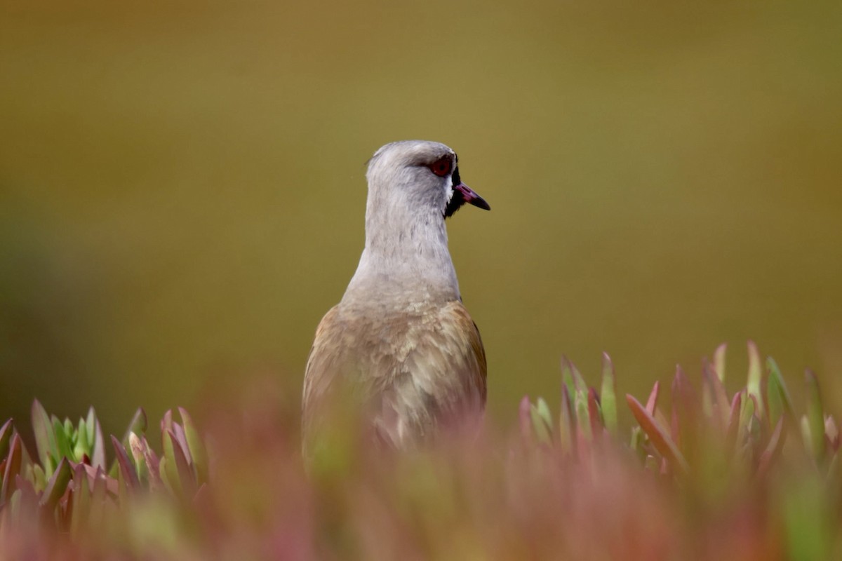 Southern Lapwing - ML641115735