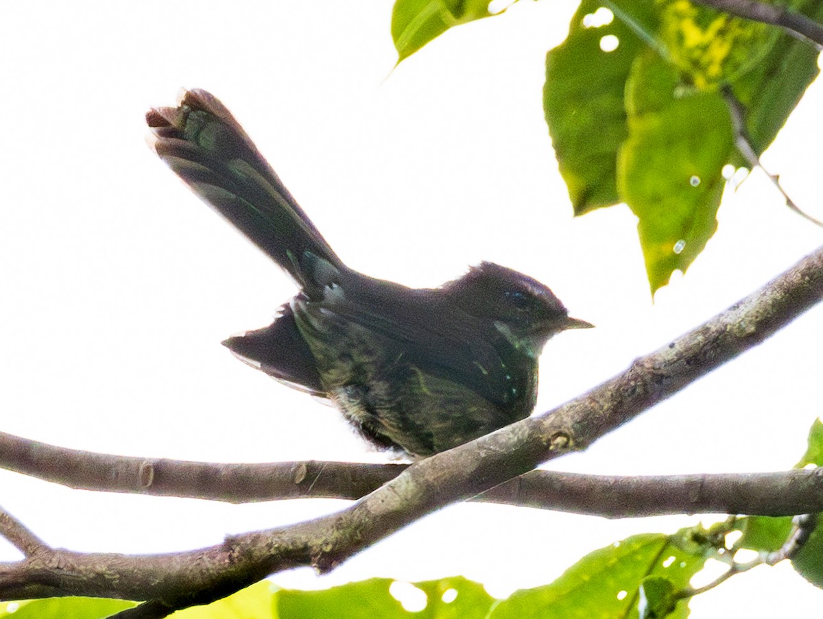 Fiji Streaked Fantail (Viti Levu) - ML641115744
