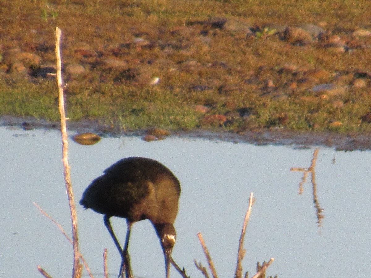 Glossy/White-faced Ibis - ML641115768
