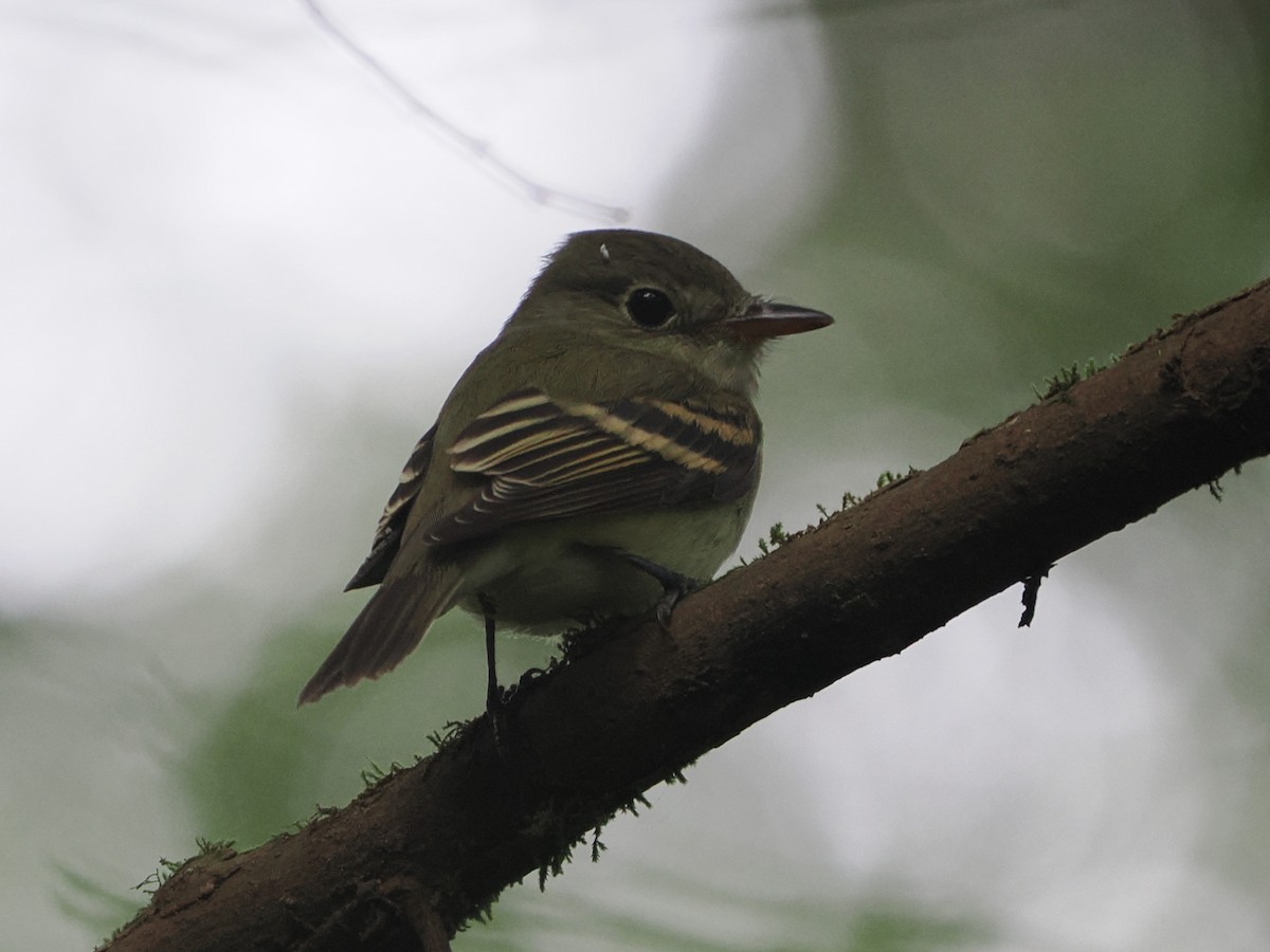 Acadian Flycatcher - ML641115771