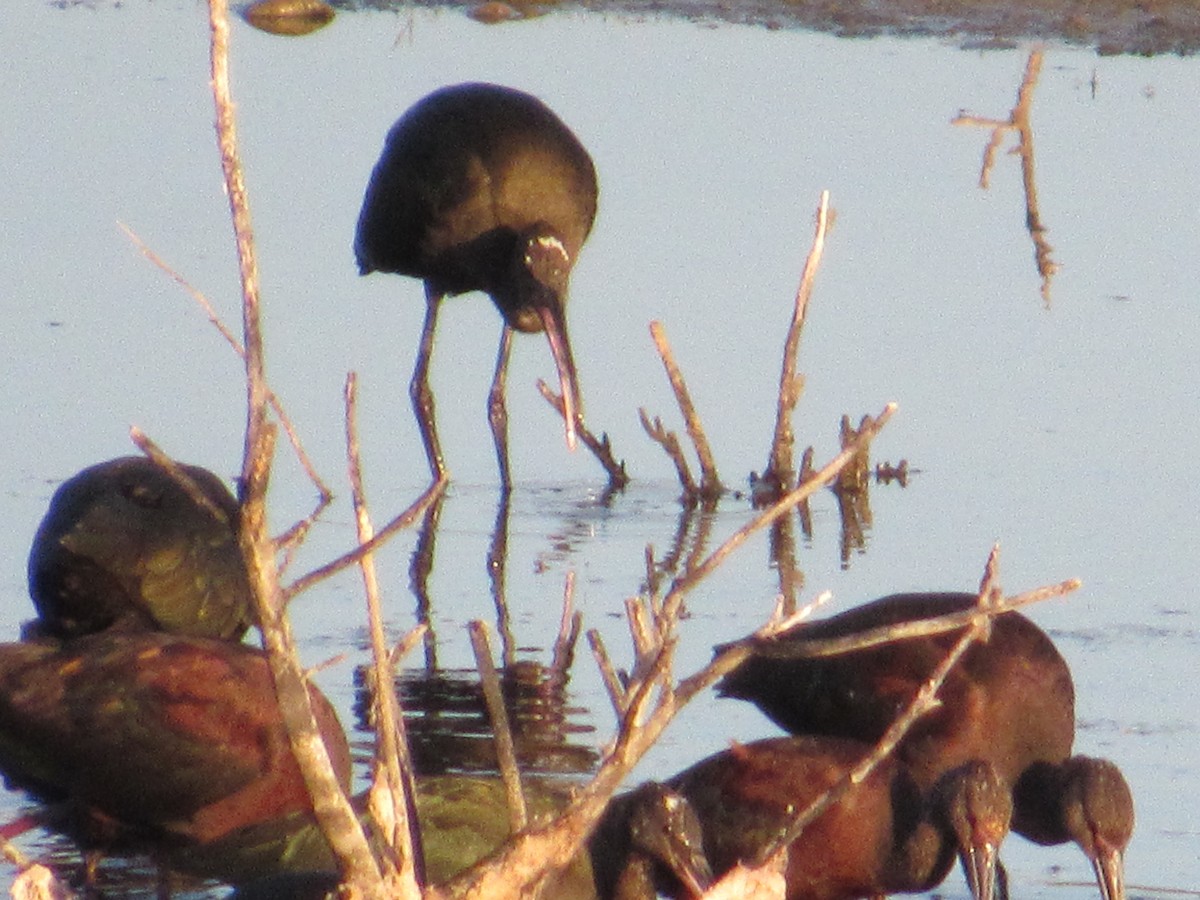 Glossy/White-faced Ibis - ML641115776