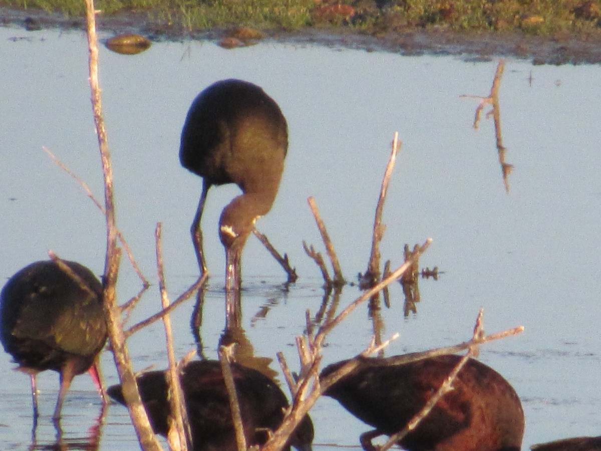Glossy/White-faced Ibis - ML641115794