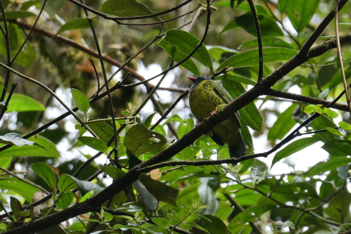 Cotinga vert et noir - ML641115803