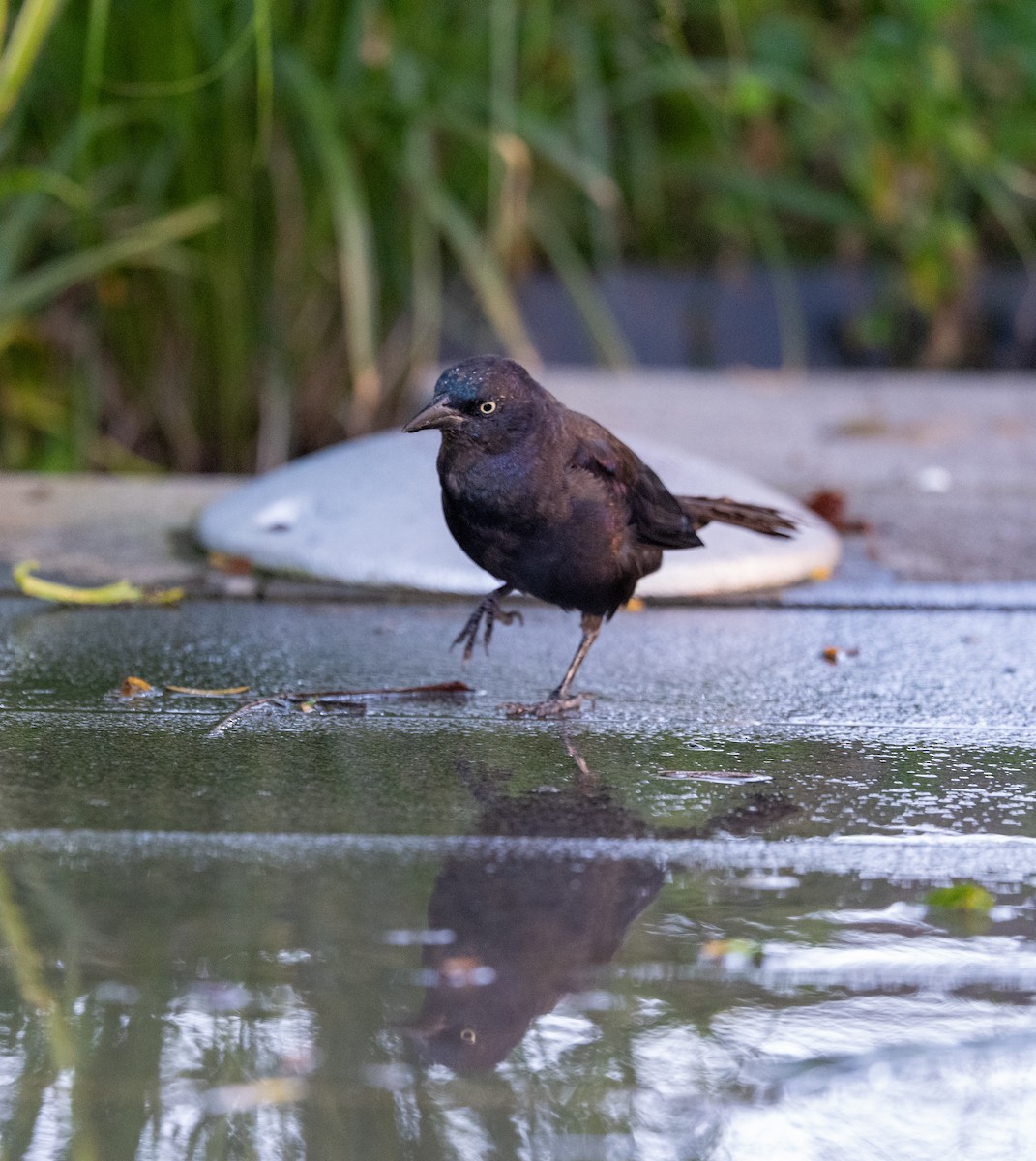 Common Grackle - ML641115834