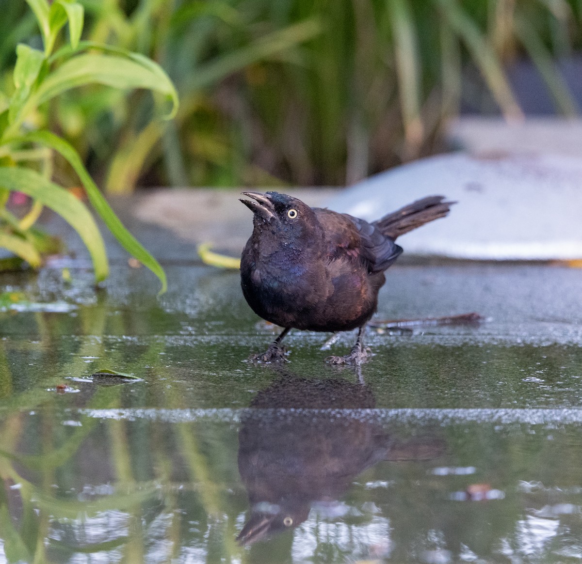 Common Grackle - ML641115842