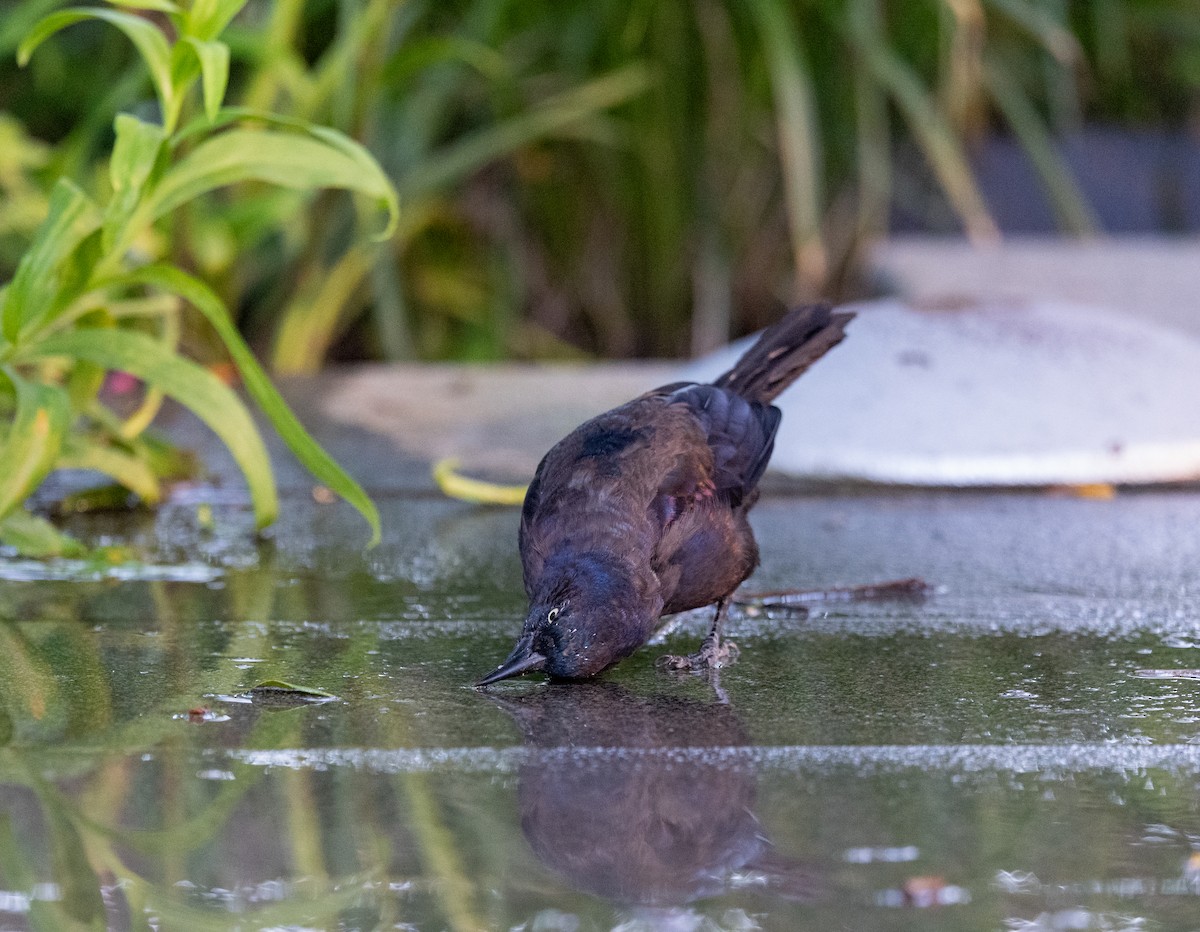 Common Grackle - ML641115843