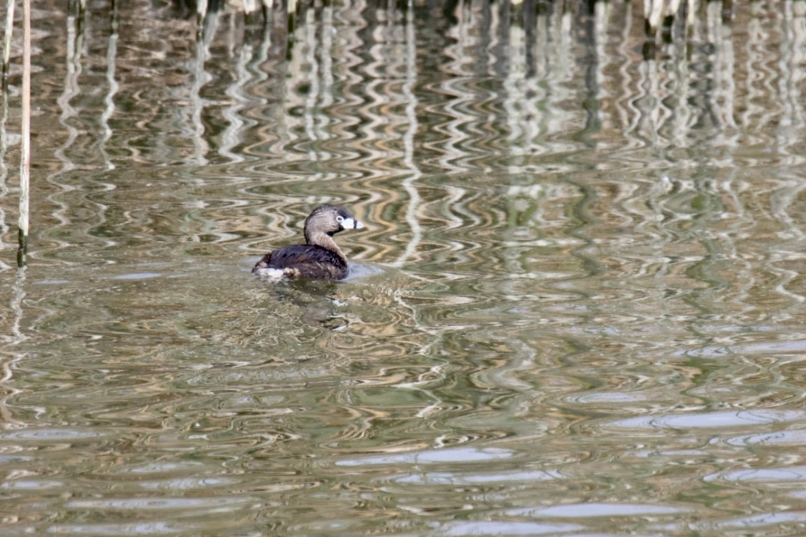 Pied-billed Grebe - ML641115847