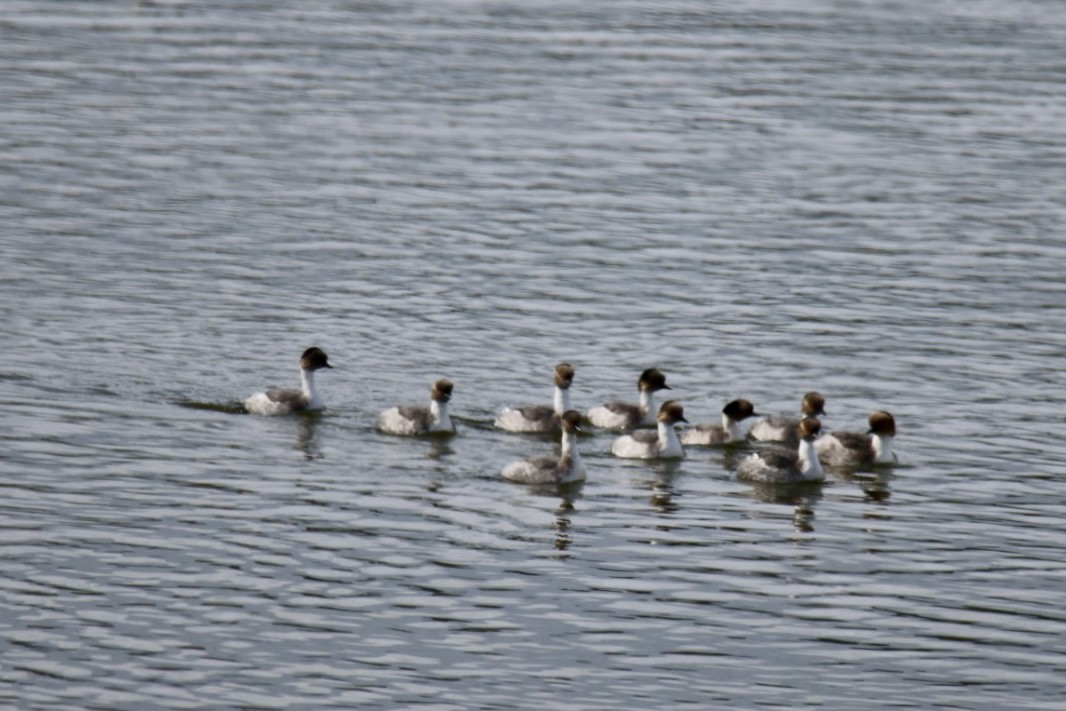 Silvery Grebe - ML641115861